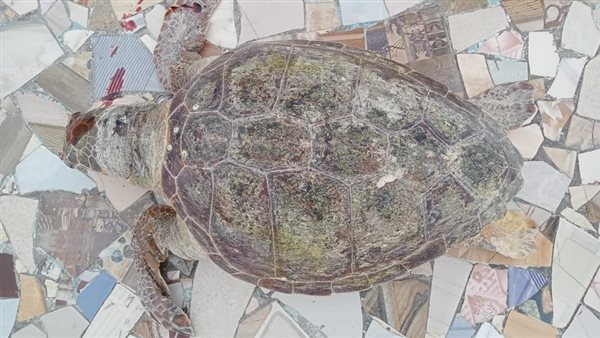 جانب من السلحفاه