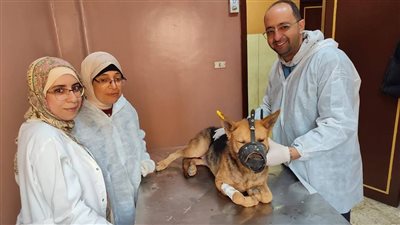 مديرية الطب البيطري ببورسعيد تنفذ حملة لتحصين الكلاب الضالة ضد مرض السعار| صور 