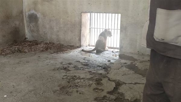 الشبل المولود حديثًا