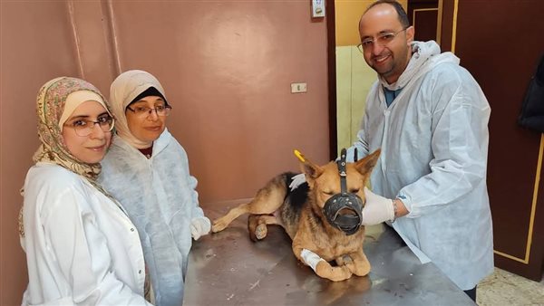 تحصين الكلاب الضالة