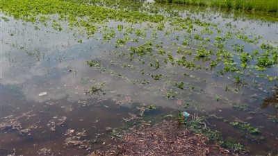 محليات المنوفية تحذر المزارعين في أراضي طرح النهر من مخاطر الفيضان