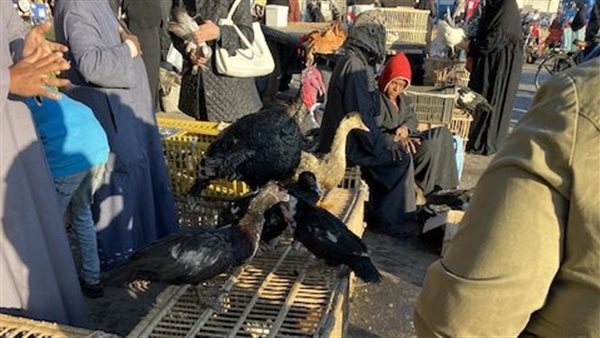 سوق الثلاثاء الأسبوعي