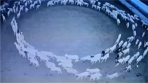 دوران الحيوانات حول