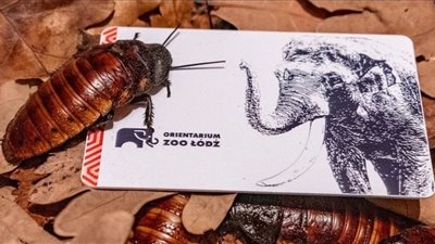 صرصور على اسم الشريك السابق.. حديقة في بولندا تتيح لزوارها تجربة غريبة في عيد الحب