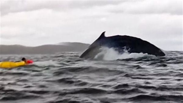 حوت أحدب يبتلع راكب