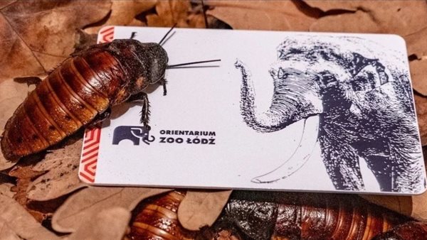 صرصور عيد الحب 