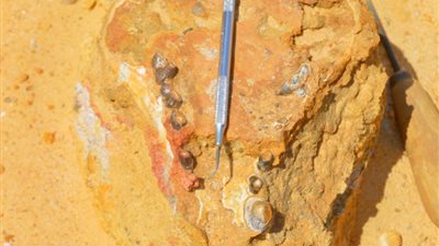 جامعة المنصورة تحقق إنجازًا علميًا عالميًا باكتشاف مفترسات ما قبل التاريخ في مصر