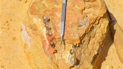 استوطنت بمصر قبل 30 مليون سنة.. أستاذ حفريات بالجامعة الأمريكية يقود فريقًا لاكتشاف جمجمة لآكل لحوم من الثدييات المفترسة