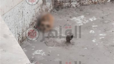 العثور على جمجمة بشرية داخل نافورة بحي الأربعين في السويس وإعادة دفنها