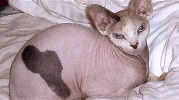 تفسير حلم القطط في