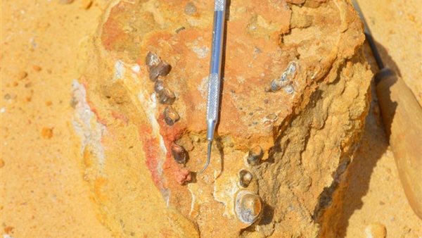 فريق الجامعة الأمريكية