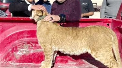 ضبط شبل أسد بمحطة سفاري بالغردقة.. وإيداعه بدار رعاية على ذمة التحقيقات| بث مباشر 