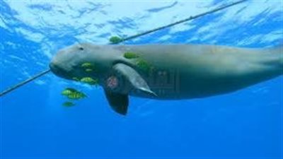 يصل عمره لـ 100 عام.. ظهور عروس البحر بسواحل مرسى علم| بث مباشر 