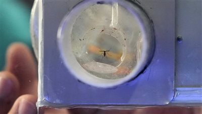 لمحاربة حُمى الضنك.. قرية فلبينية تمنح مكافآت على صيد البعوض حيا أو ميتا