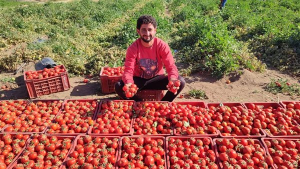 محصول الطكاطم بسوهاج