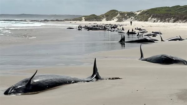 جنود جماعي للدلافين