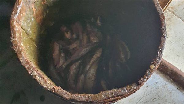 أسماك غير صالحة للإستهلاك