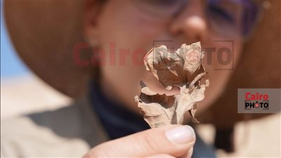 استُخدم كـ قرابين.. الصور الأولى لـ نبات بيرسيا المُكتشف بواسطة البعثة الإسبانية بالأقصر | صور 