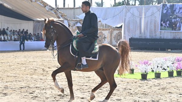 مهرجان الخيول العربية
