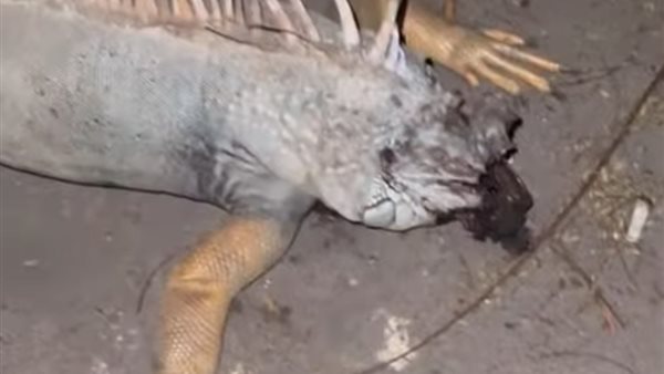 الحيوان النافق 