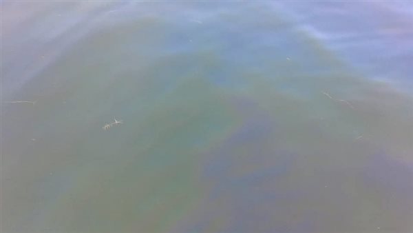 بقعة زيت في نهر النيل