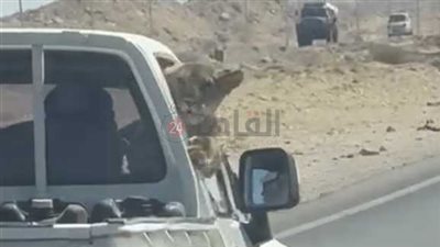 داخل كابينة قيادة سيارة.. ضبط شبل أسد للمرة الثانية بأحد شوارع الغردقة فى أقل من أسبوع| صور