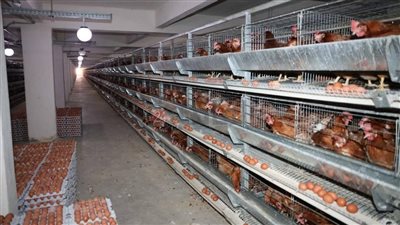 20 مليون بيضة سنويا.. جولة داخل مزارع دواجن شوشة لإنتاج بيض المائدة في المنيا| صور وفيديو