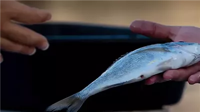 ما هي الأسماك المفضل تجنبها؟.. تعرف عليها