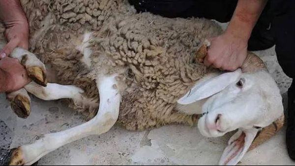 تفسير حلم ذبح الخروف