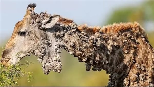 الزرافة المصابة 