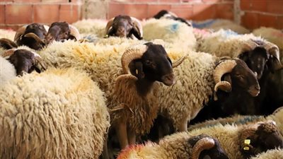 موعد عيد الأضحى 2025 وفقًا للحسابات الفلكية الرسمية