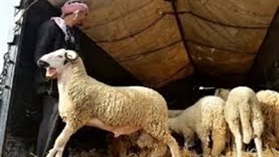 بسبب الجفاف الشديد.. المغرب تلغي أضحية العيد هذا العام| بث مباشر 