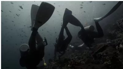 وفاة سائحين في الفلبين بعد تعرضهما لهجوم من أسماك القرش