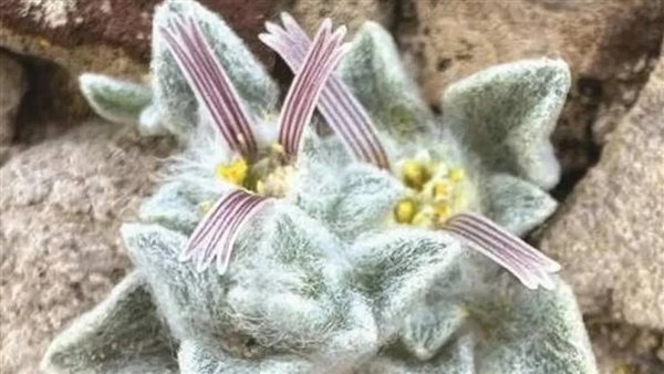 الشيطان الصوفي