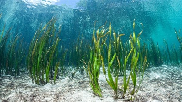 حشائش بحرية