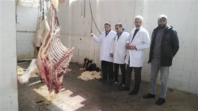 إعدام كلي.. بيطري كفر الشيخ يتخلص من ذبيحة بقر لإصابتها بالسل