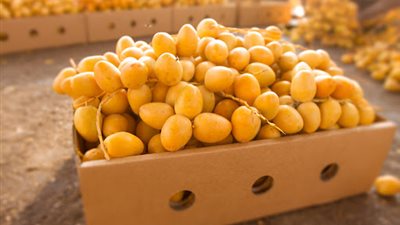 مصر تصدر بلح برحي بقيمة 6.4 مليون دولار خلال 11 شهرًا