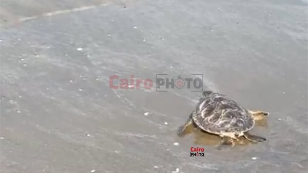 إطلاق السلحفاة عز