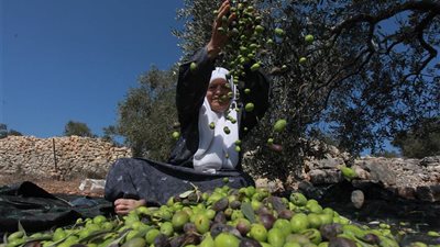 شعبة المواد الغذائية: مصر تسير بخطوات واثقة نحو تعزيز مكانتها العالمية في إنتاج وتصدير الزيتون