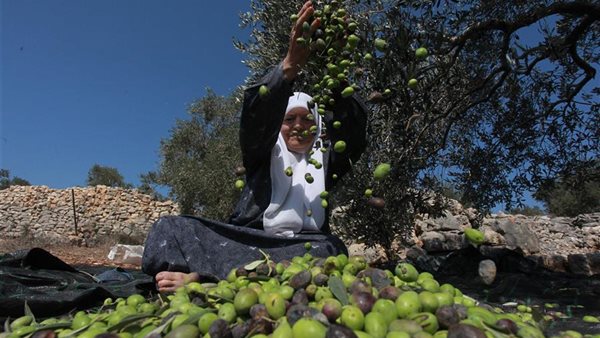 انتاج وتصدير الزيتون