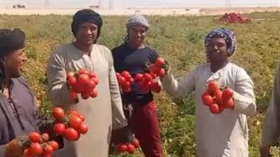 مزارعو الطماطم بإسنا يستغيثون من أسعار البيع: الفدان الواحد خسران 90 ألف جنيه| بث مباشر 