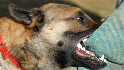 إصابة 16 شخصًا عقرهم كلب ضال في قرية النقراش بالبحيرة | بث مباشر