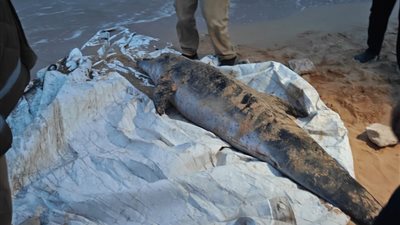 العثور على دولفين نافق بقرية سياحية في السويس.. ونقله للتحنيط بمعهد علوم البحار والمصايد