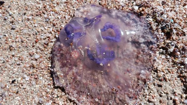 ظهور قناديل البحر