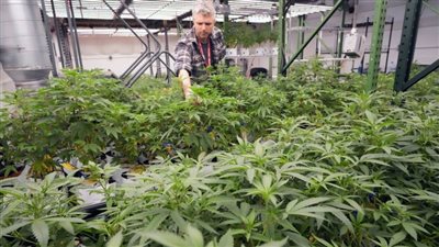 دراسة تتوصل لمركّب صناعي يشبه القنب يخفف الألم دون إدمان