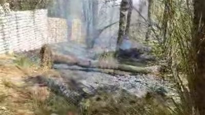 السيطرة على حريق بمزرعة نخيل في الوادي الجديد