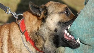 إصابة 19 شخصًا عقرهم كلب ضال في العمرانية بالجيزة