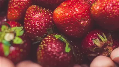  فوائد الفراولة لخفض الكوليسترول وتعزيز الصحة الجنسية.. تعرف عليها