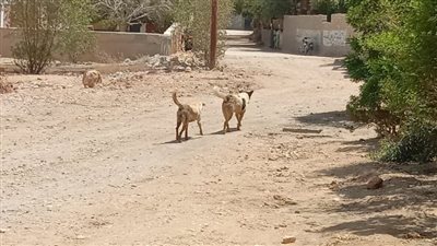 بينهم طفل في حالة خطرة.. إصابة 8 أشخاص إثر عقر الكلاب الضالة بالسويس