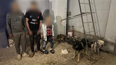 أطلقوها على الكلاب الضالة لاختبار الشراسة.. القبض على 3 أشخاص لإتجارهم في الكلاب الشرسة بالقليوبية 
